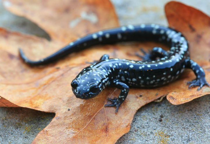 Slimy Salamander